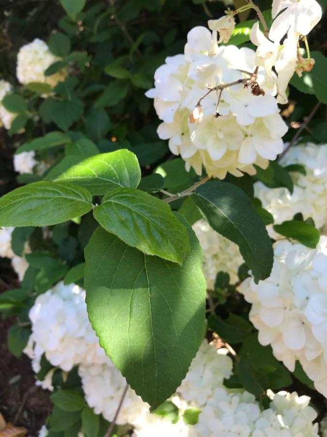 Clevedale Historic Inn And Gardens Spartanburg Luaran gambar